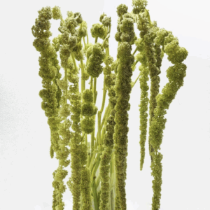 Amaranthus - Hanging